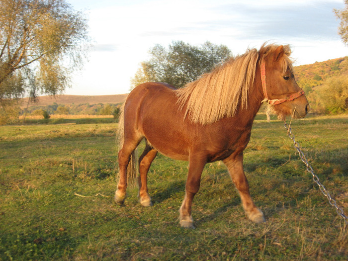 IMG_4093 - VANZARI PONEI 1