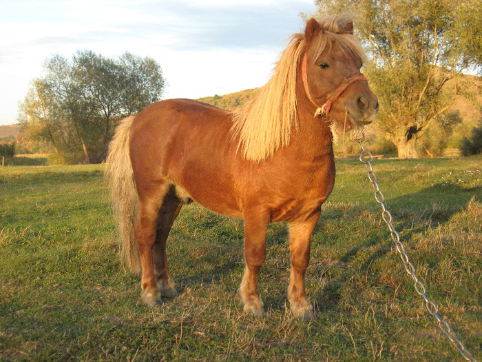 IMG_4096 - VANZARI PONEI 1