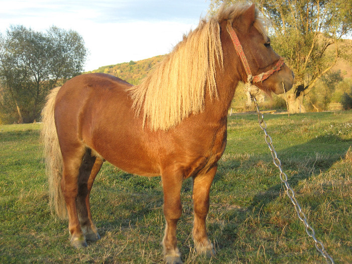 IMG_4099 - VANZARI PONEI 1