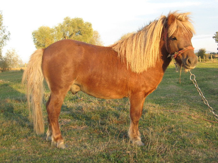 IMG_4101 - VANZARI PONEI 1