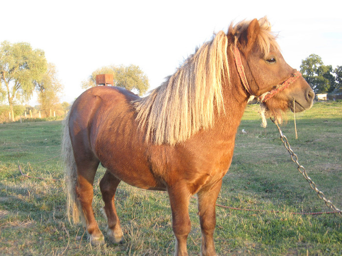 IMG_4102 - VANZARI PONEI 1