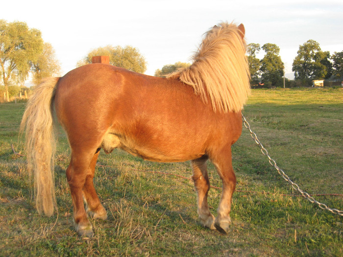 IMG_4104 - VANZARI PONEI 1