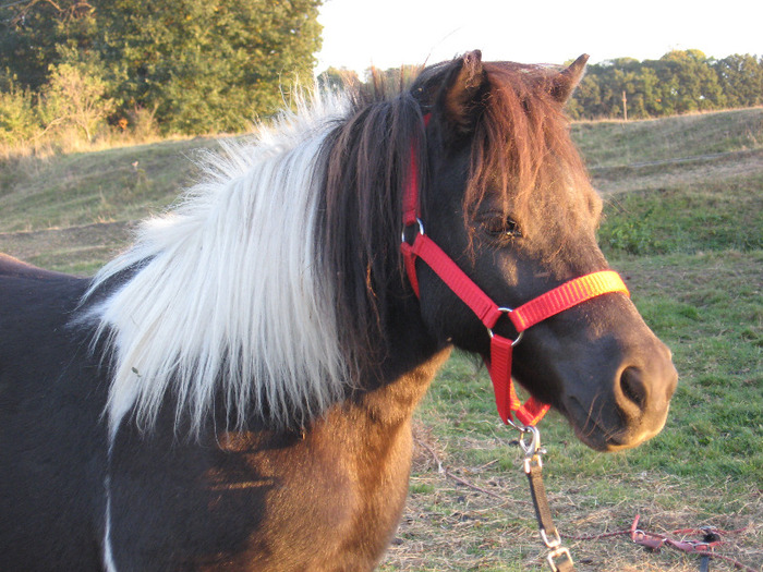 IMG_4120 - VANZARI PONEI 1