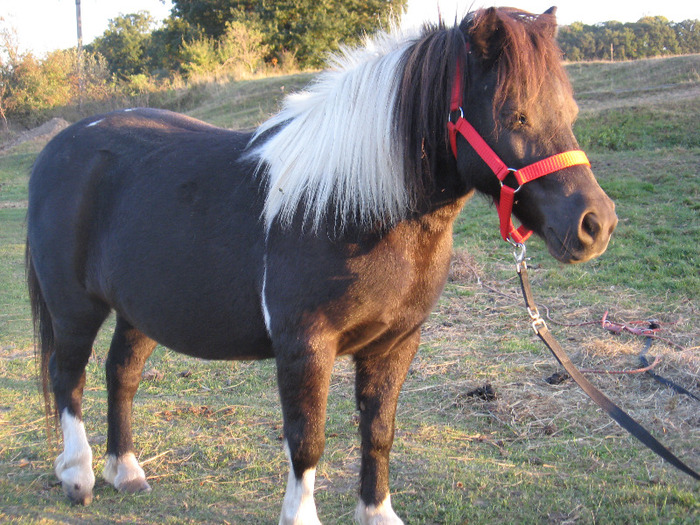 IMG_4121 - VANZARI PONEI 1