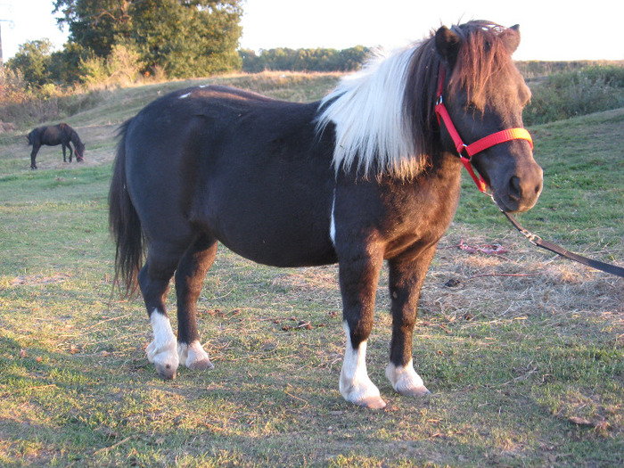 IMG_4123 - VANZARI PONEI 1