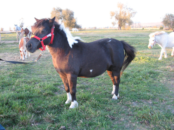 IMG_4131 - VANZARI PONEI 1