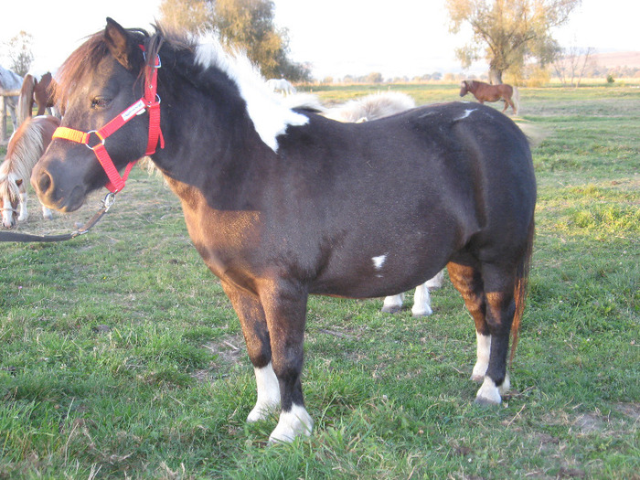 IMG_4132 - VANZARI PONEI 1