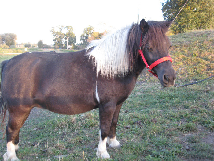 IMG_4135 - VANZARI PONEI 1