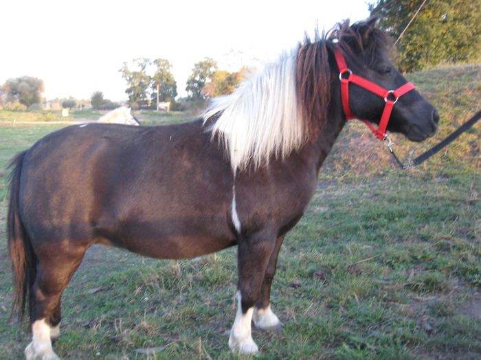 IMG_4138 - VANZARI PONEI 1