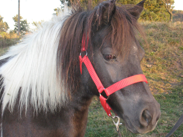 IMG_4140 - VANZARI PONEI 1