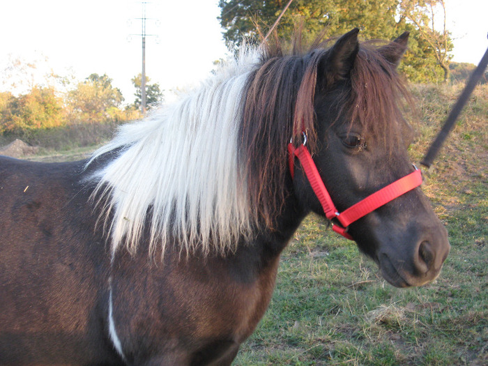 IMG_4141 - VANZARI PONEI 1