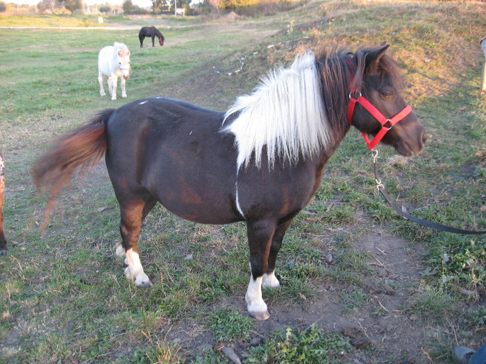 IMG_4142 - VANZARI PONEI 1