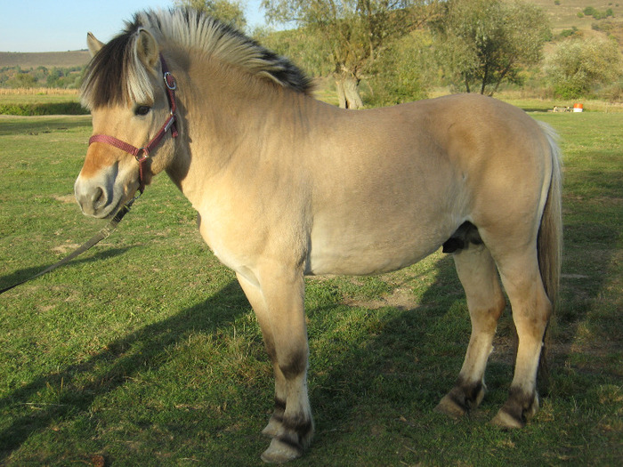 IMG_4024 - VANZARI PONEI 1