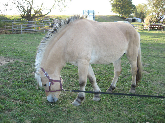 IMG_3979 - VANZARI PONEI 1