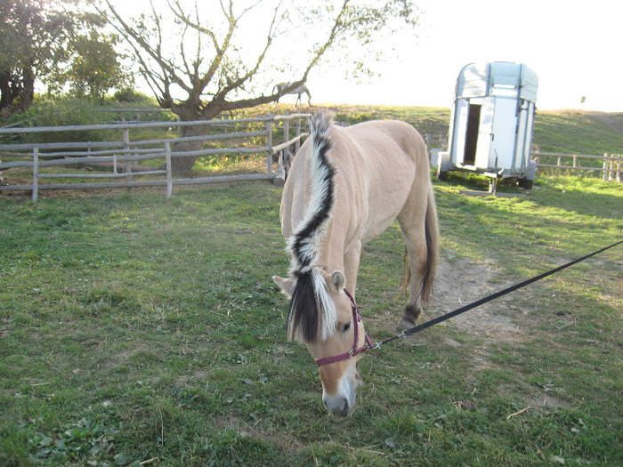 IMG_3982 - VANZARI PONEI 1