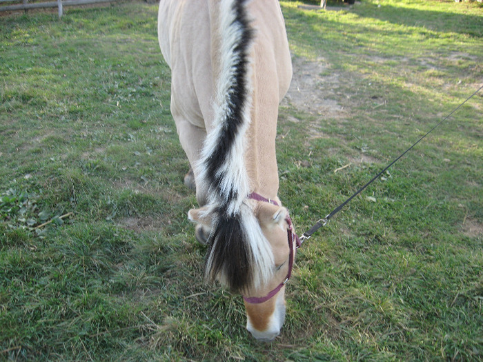 IMG_3983 - VANZARI PONEI 1