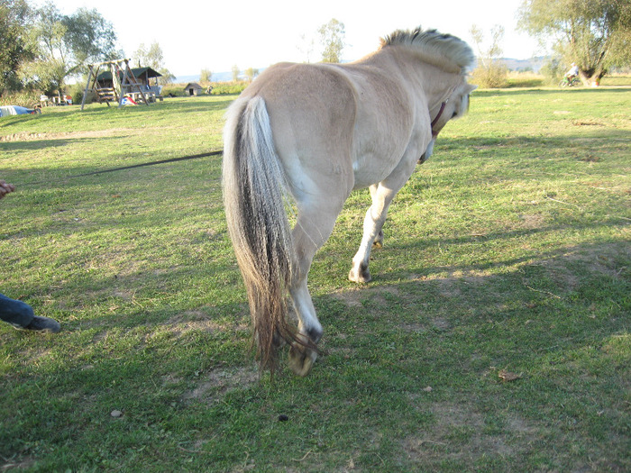 IMG_3984 - VANZARI PONEI 1