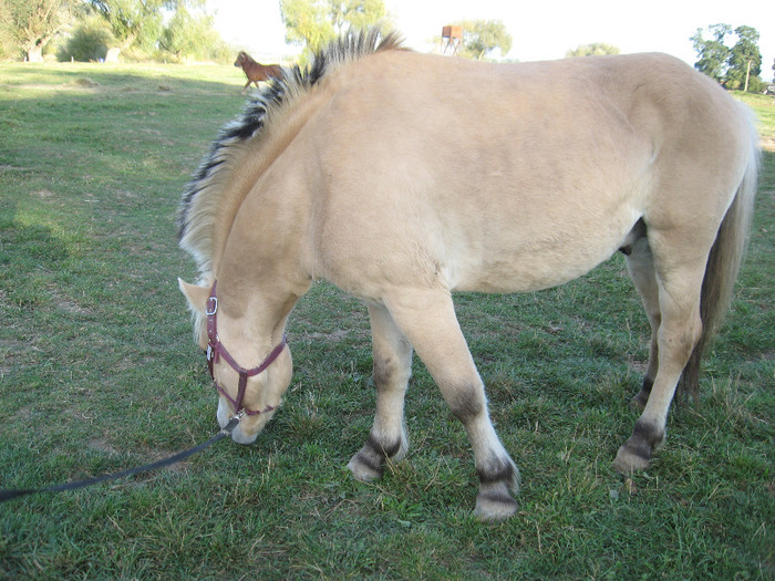 IMG_3986 - VANZARI PONEI 1