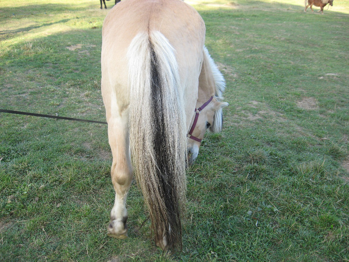 IMG_3987 - VANZARI PONEI 1