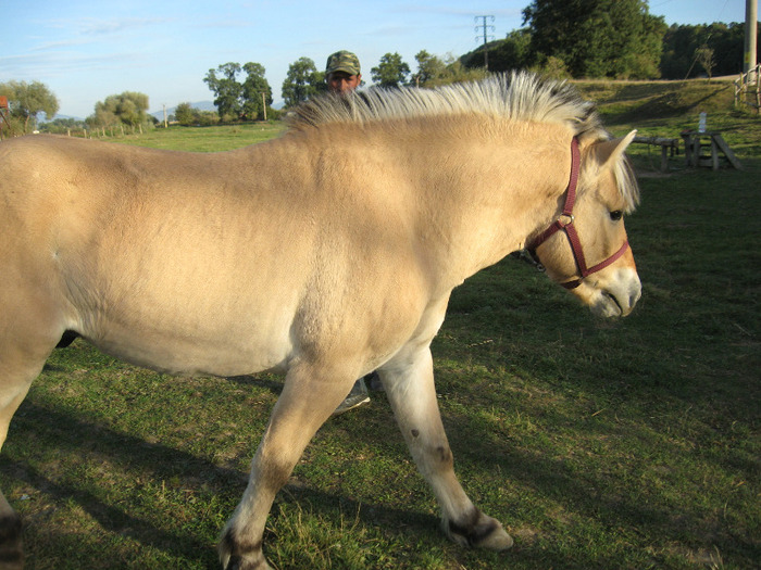 IMG_3991 - VANZARI PONEI 1