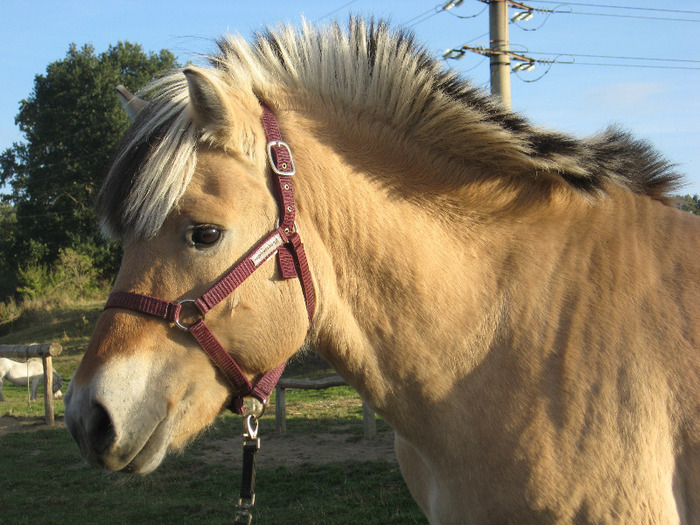 IMG_3995 - VANZARI PONEI 1