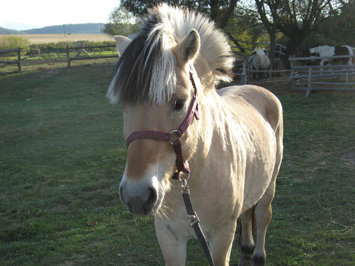 IMG_4000 - VANZARI PONEI 1