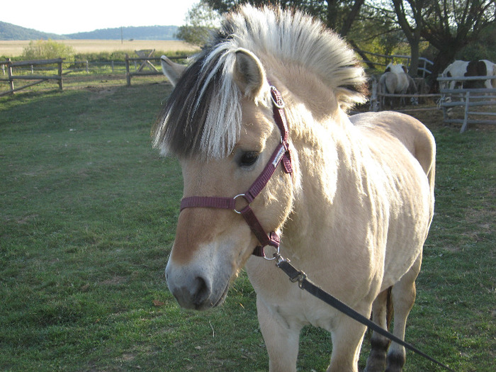 IMG_4001 - VANZARI PONEI 1