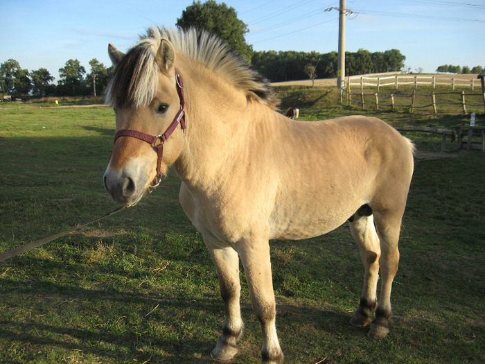 IMG_4011 - VANZARI PONEI 1