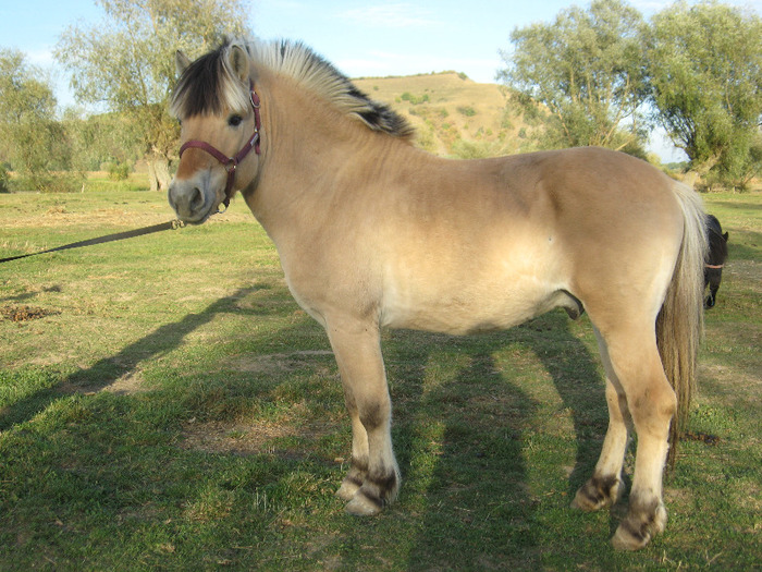 IMG_4018 - VANZARI PONEI 1