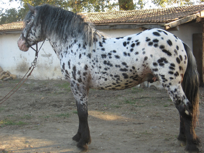 ARMASAR APPALOOSA NORIKER