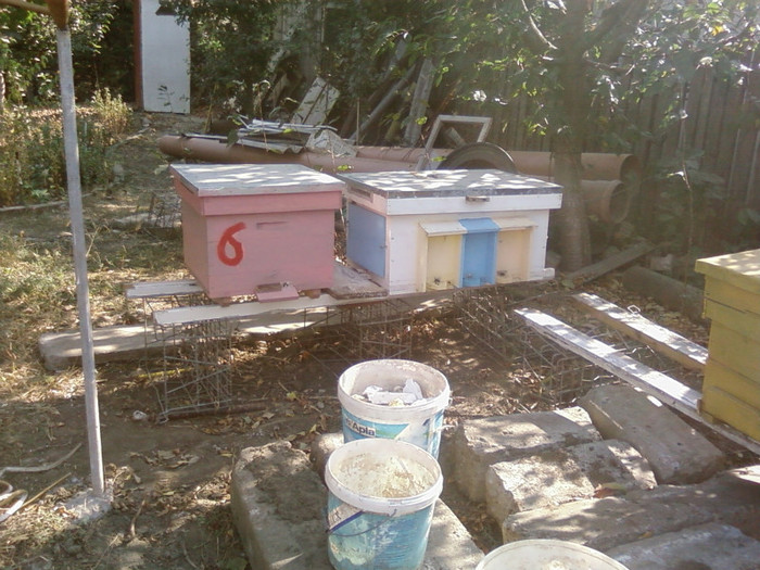 roinita cu 3 familii