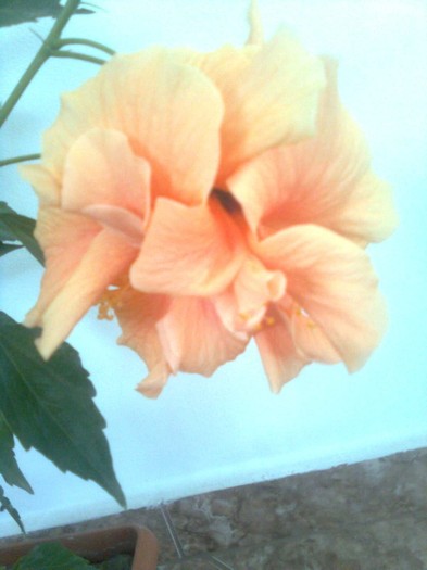 multumesc camelia38 - hibiscusi 2011