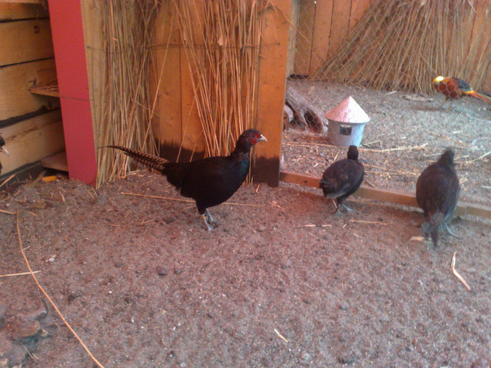 08102011666 - Fazani Tenebros