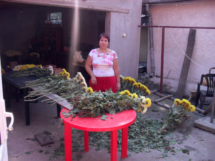 SDC13073 - de vanzare crizantemele familiei