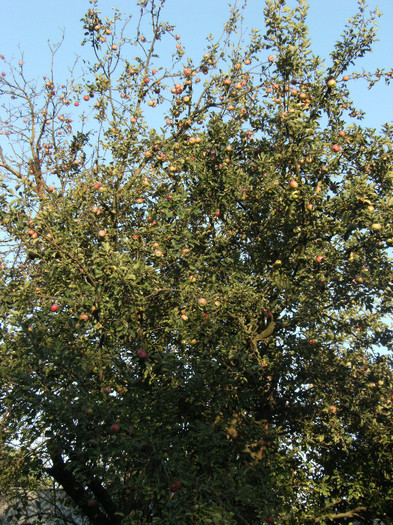 1 oct 2011 013