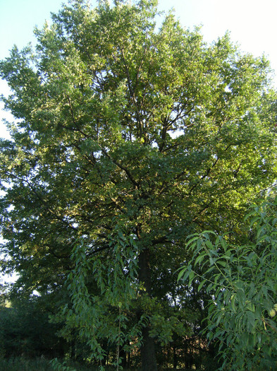 1 oct 2011 014