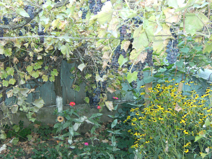 1 oct 2011 019