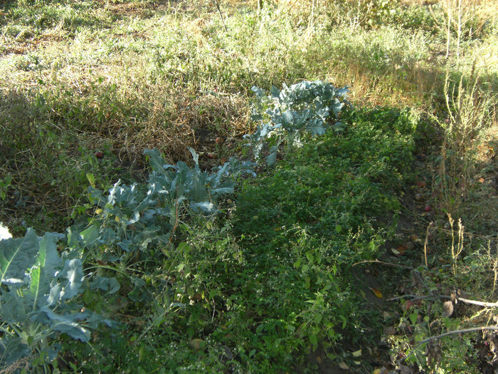 1 oct 2011 053