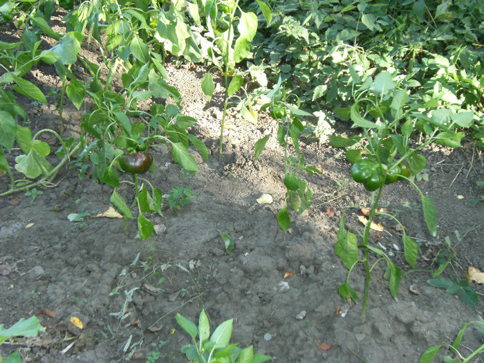 1 oct 2011 062