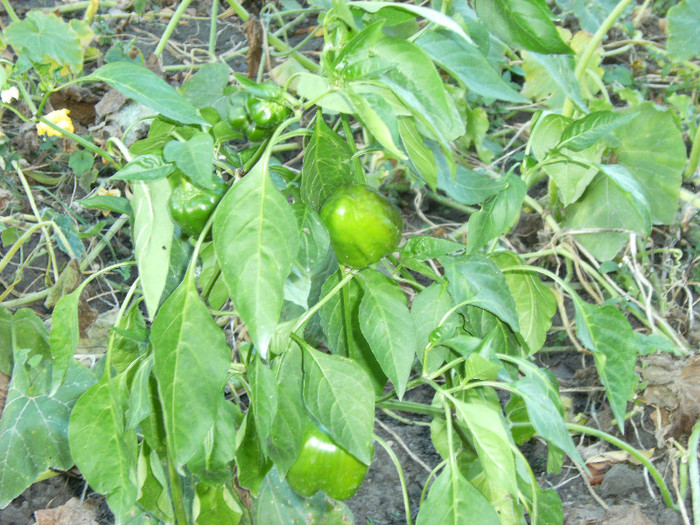 1 oct 2011 063