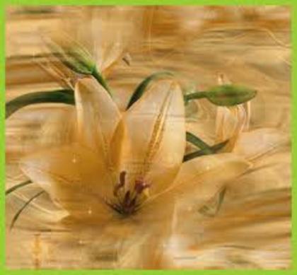 3 - poze flori