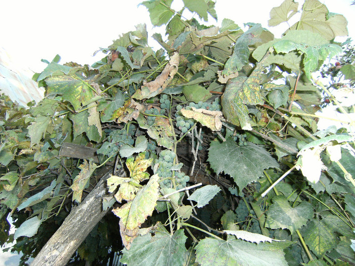 1 oct 2011 002 - vegetatia 2011