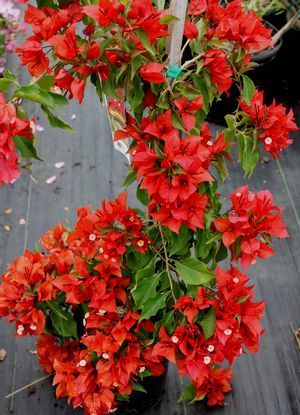 red flame - Bougainvillea