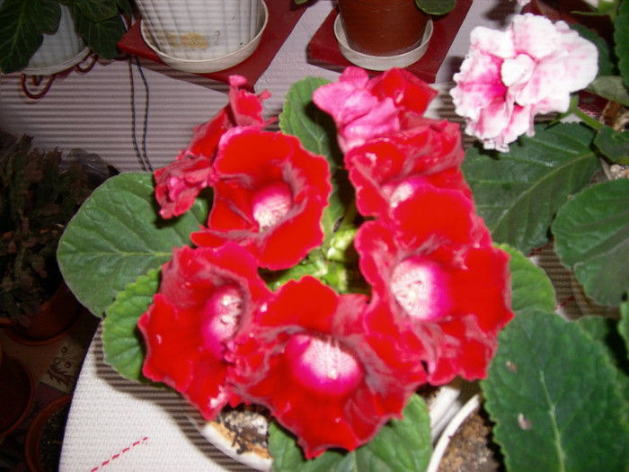 Flori octombrie- 2011 003