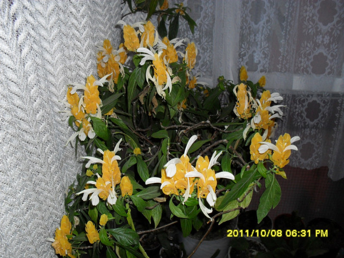 Flori octombrie- 2011 002