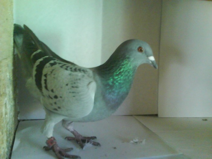 DSC00645 - porumbei pierduti in anul 2011