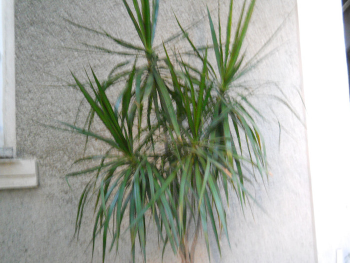 DRACENA; DRACENA
