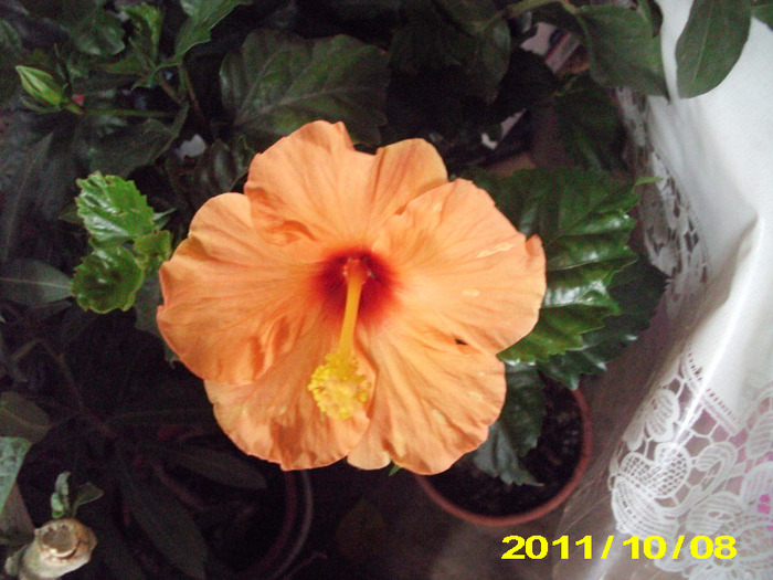 Picture 003 - hibiscus
