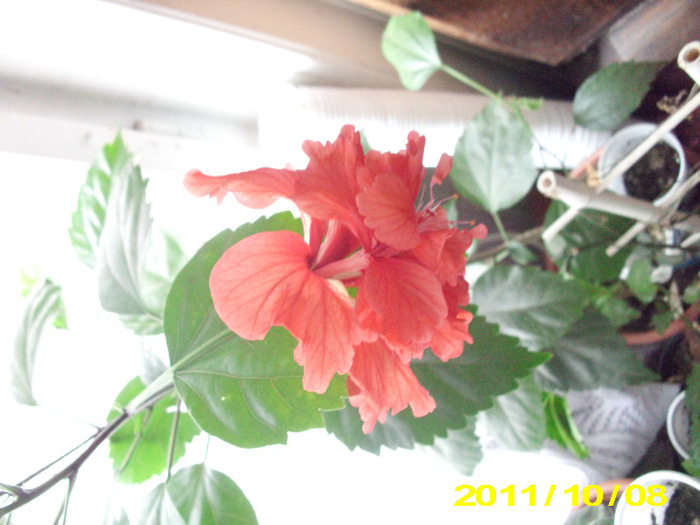 capitolio rosu - hibiscus