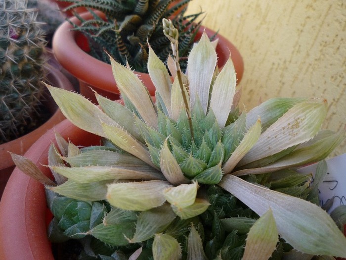 flori 077 - cactusi si suculente